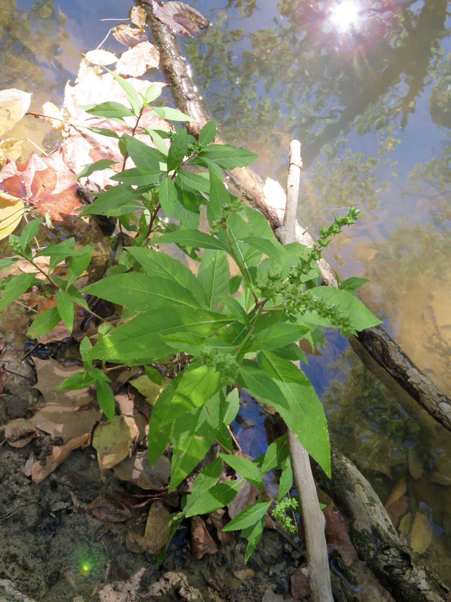 Image of ditch stonecrop