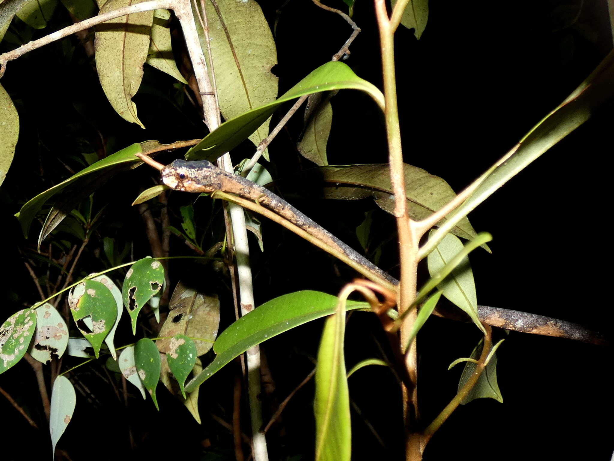 Image of Blunt-head Slug Snake