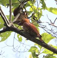 Image of Cinnamon Woodpecker