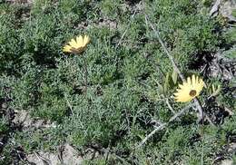 Image of Ursinia chrysanthemoides (Less.) Harv.