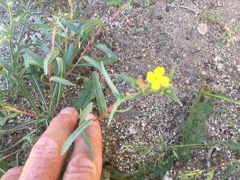 Image of Camissoniopsis pallida (Abrams) W. L. Wagner & Hoch