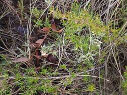 Image of Scaevola canescens Benth.