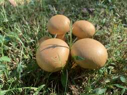 Image de Gymnopilus subspectabilis Hesler 1969