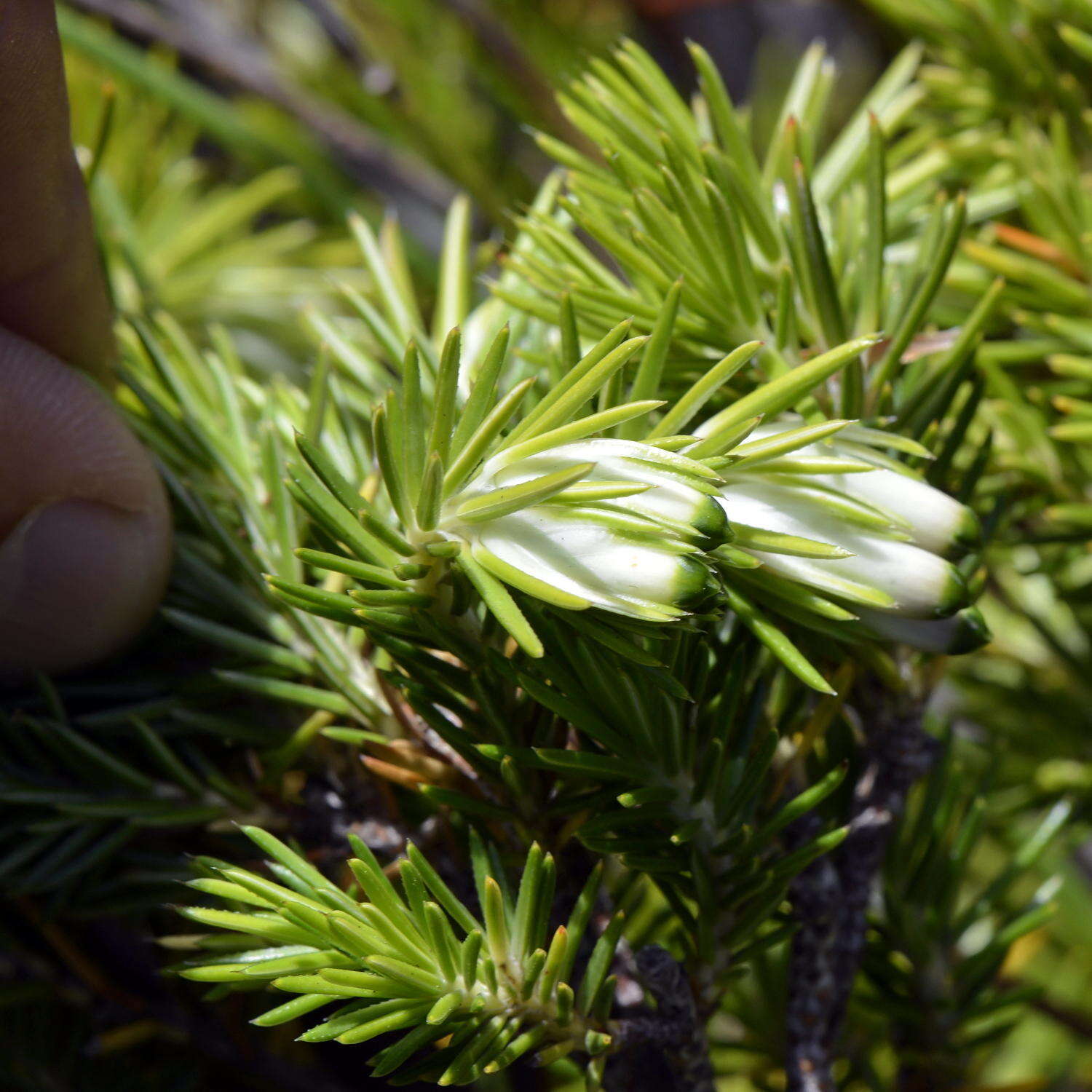 Image of Erica banksia subsp. comptonii (Salter) E. G. H. Oliv. & I. M. Oliv.