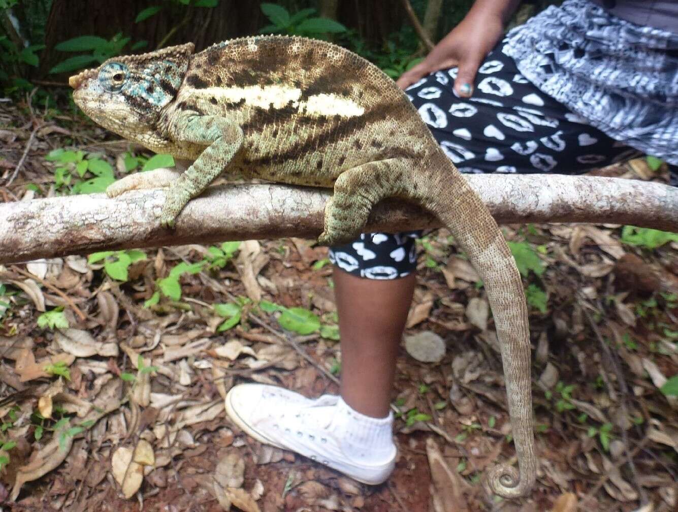 Image of Calumma ambreense (Ramanantsoa 1974)