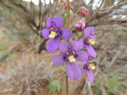 Image of Diascia alonsooides Benth.