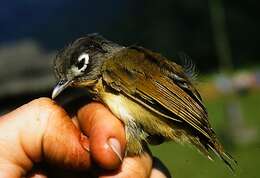 Image de Pteruthius xanthochlorus pallidus (David 1871)