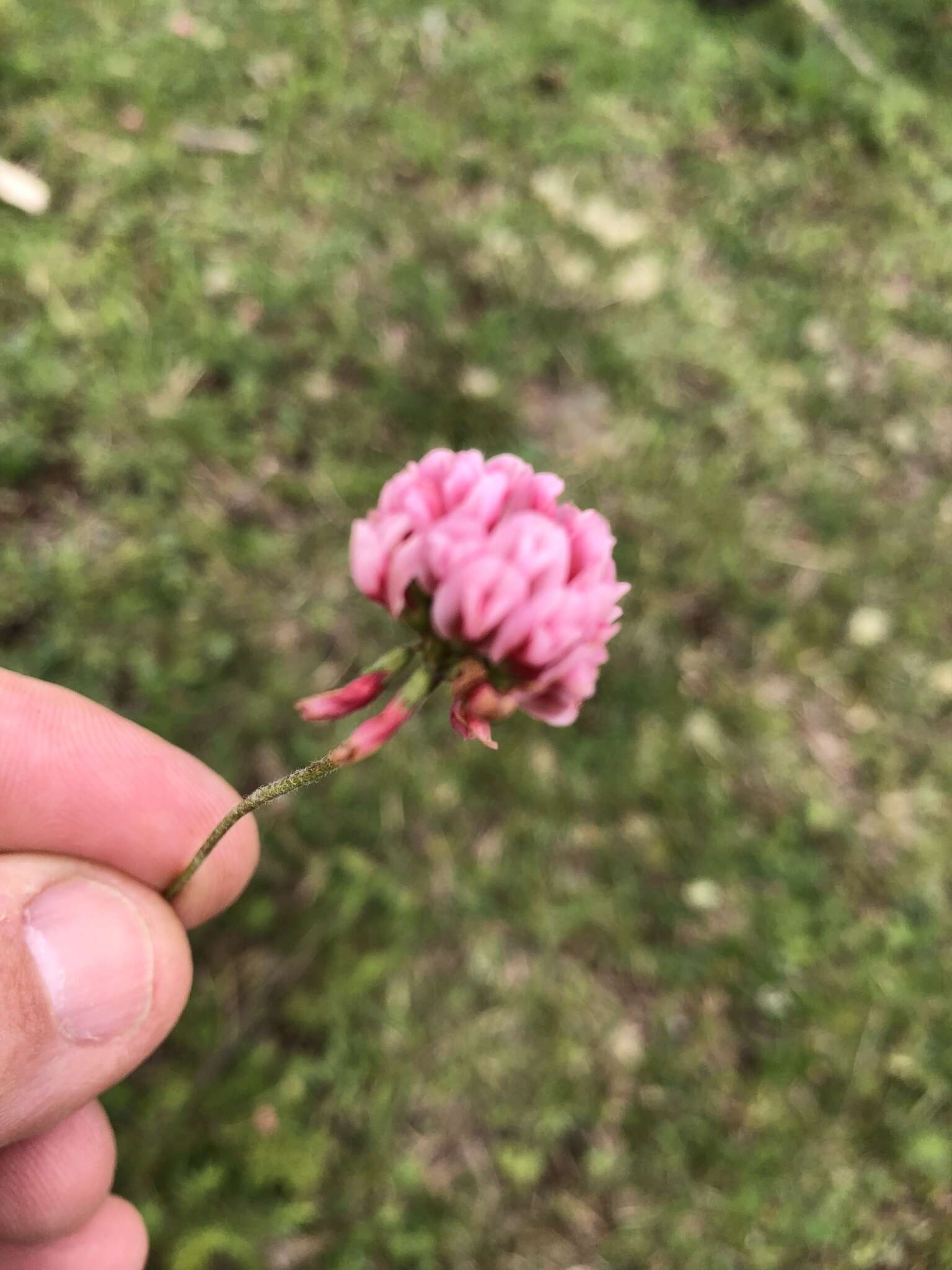 Image of peanut clover