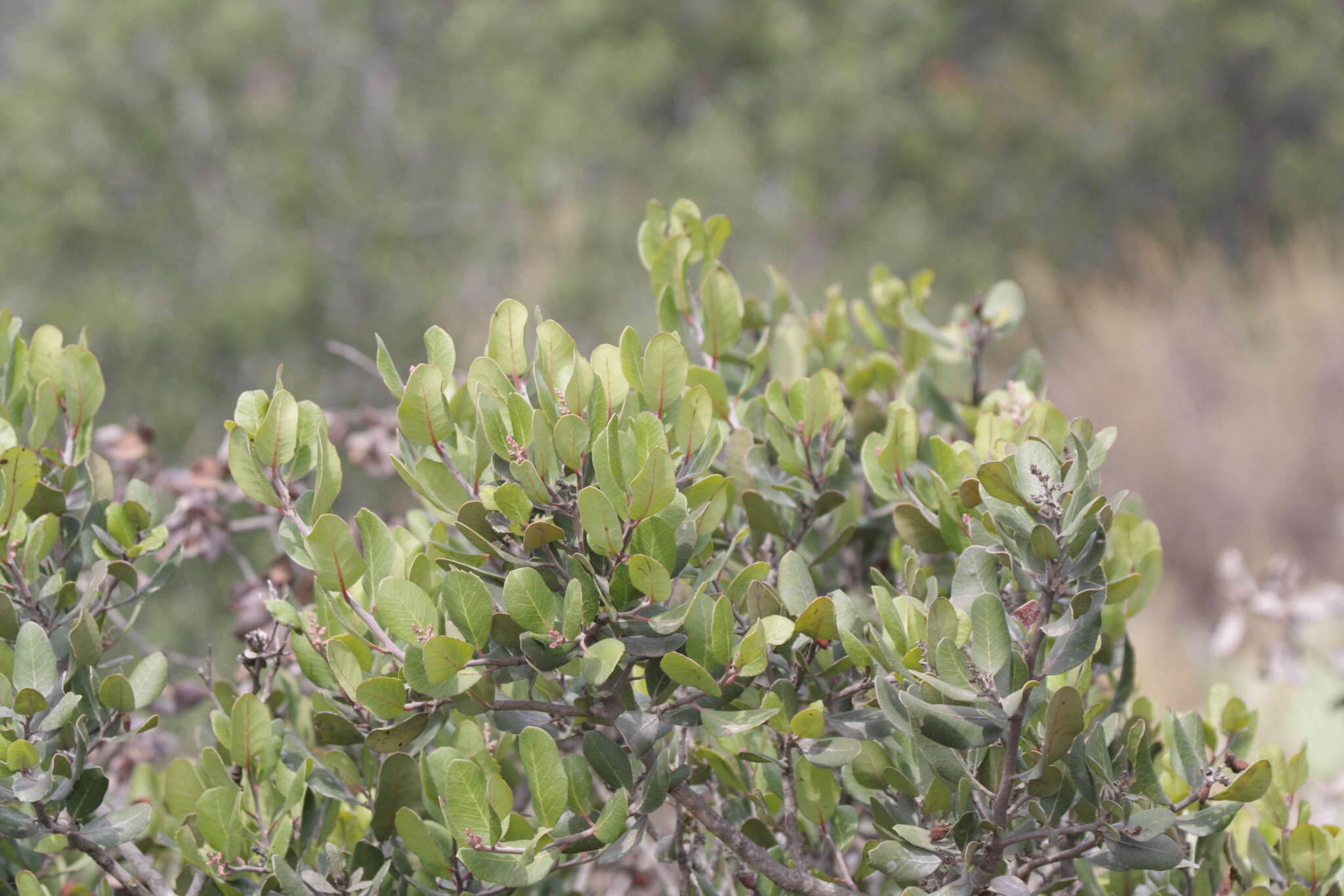 Image of lemonade sumac