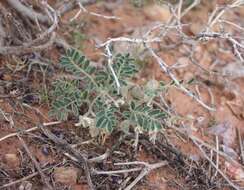 Image of gravel milkvetch