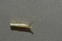 Image of Crambus unistriatellus Packard 1868