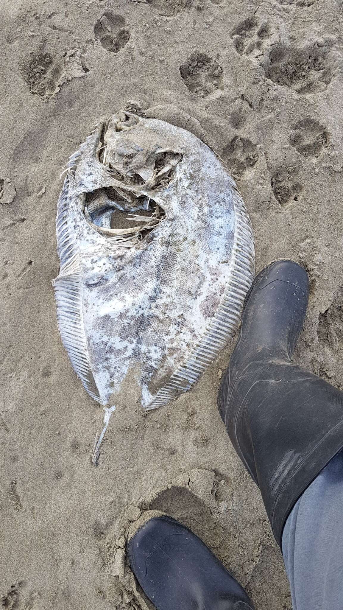 Image of New Zealand turbot