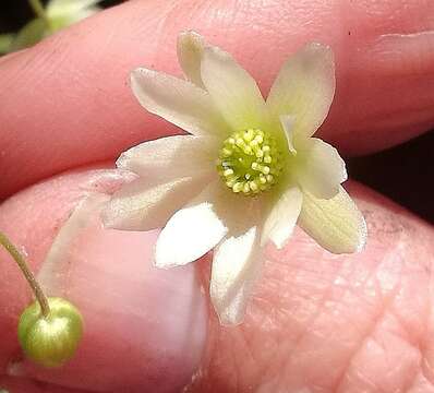 Image of Knowltonia vesicatoria subsp. vesicatoria