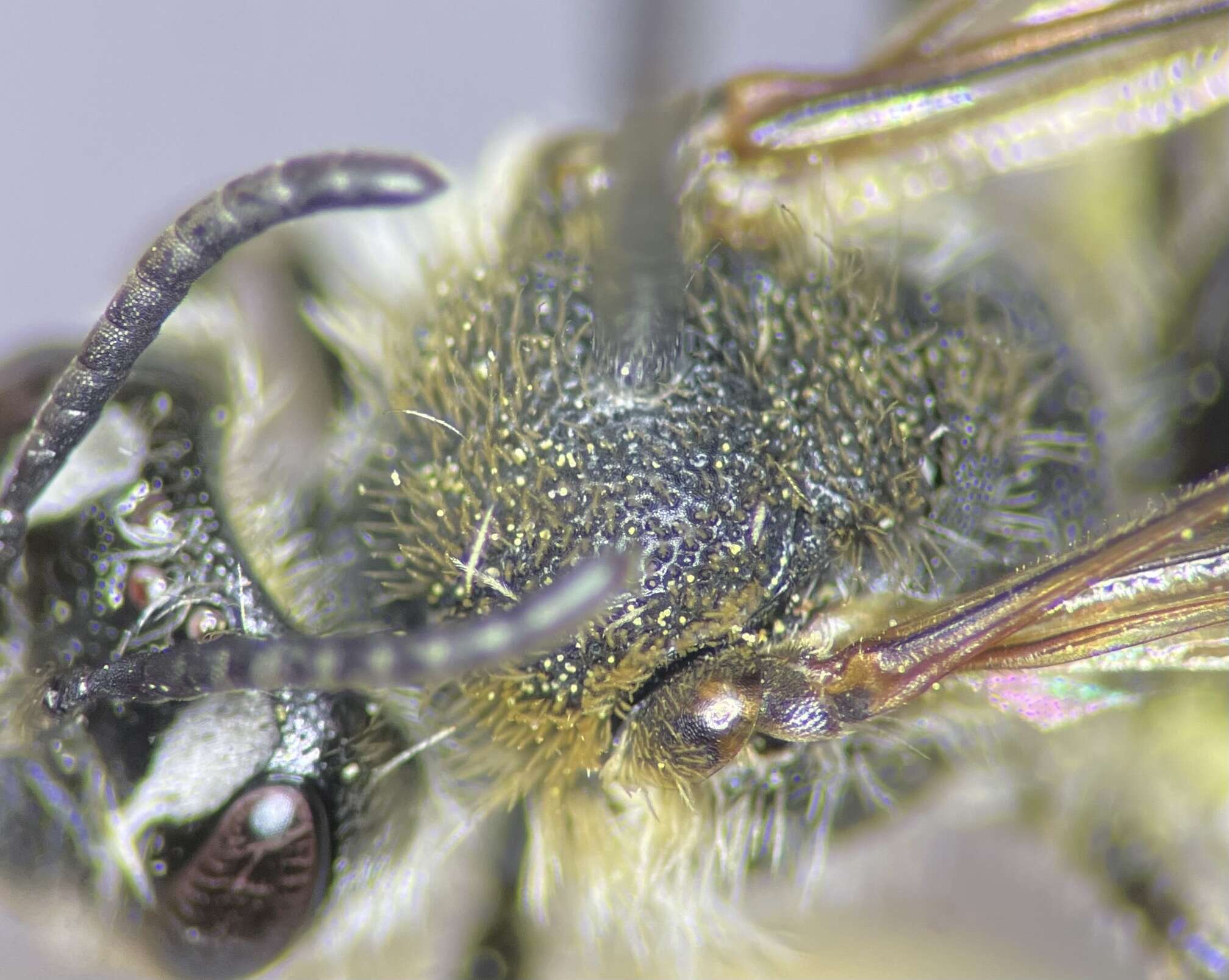 Image of Rugose Andrena