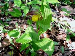 Imagem de Cypripedium parviflorum var. parviflorum