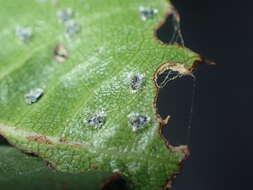 Image of Aleuroplatus coronata (Quaintance 1900)