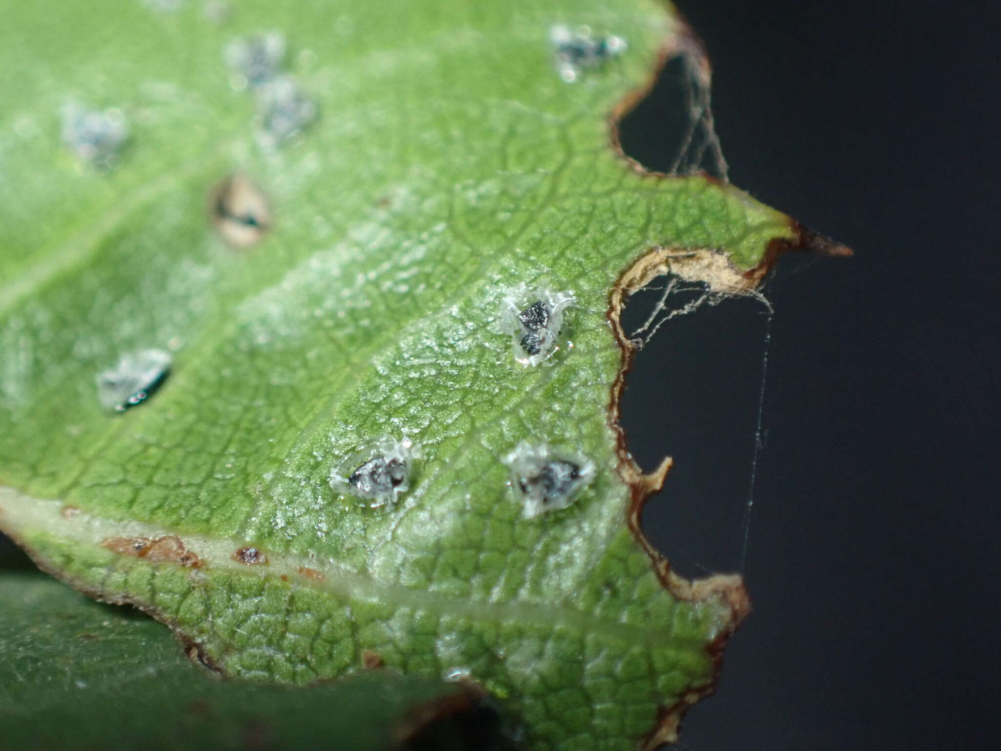 Image de Aleuroplatus coronata (Quaintance 1900)