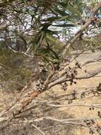 Image of Eucalyptus odorata Behr