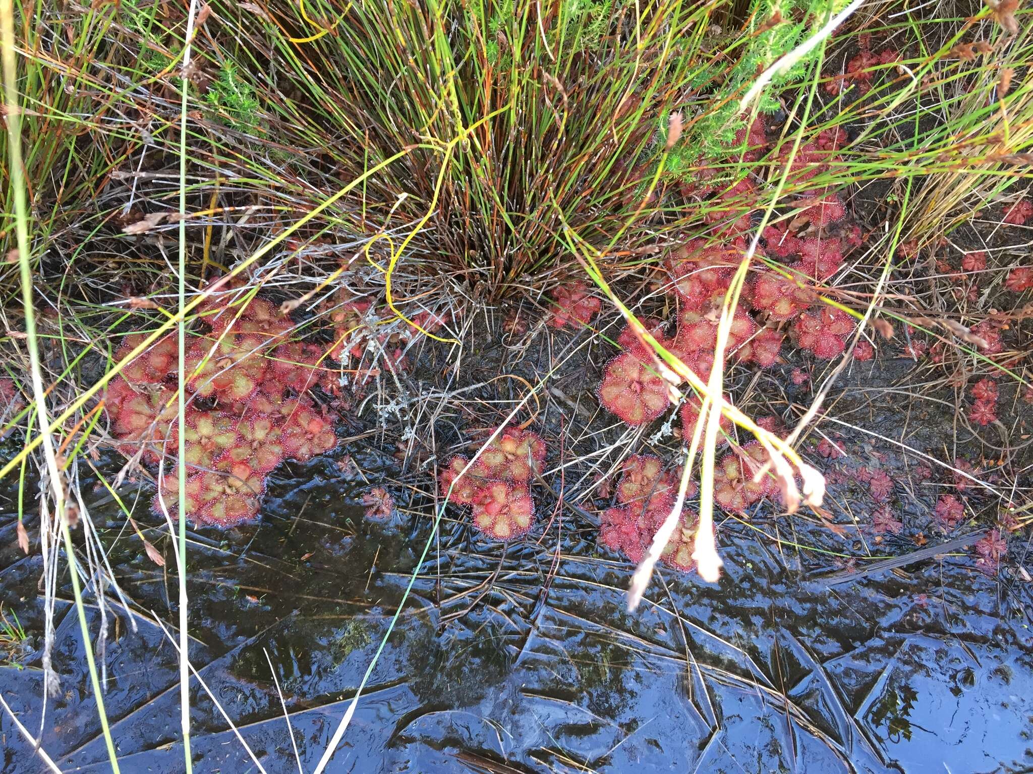 Image of Drosera cuneifolia L. fil.