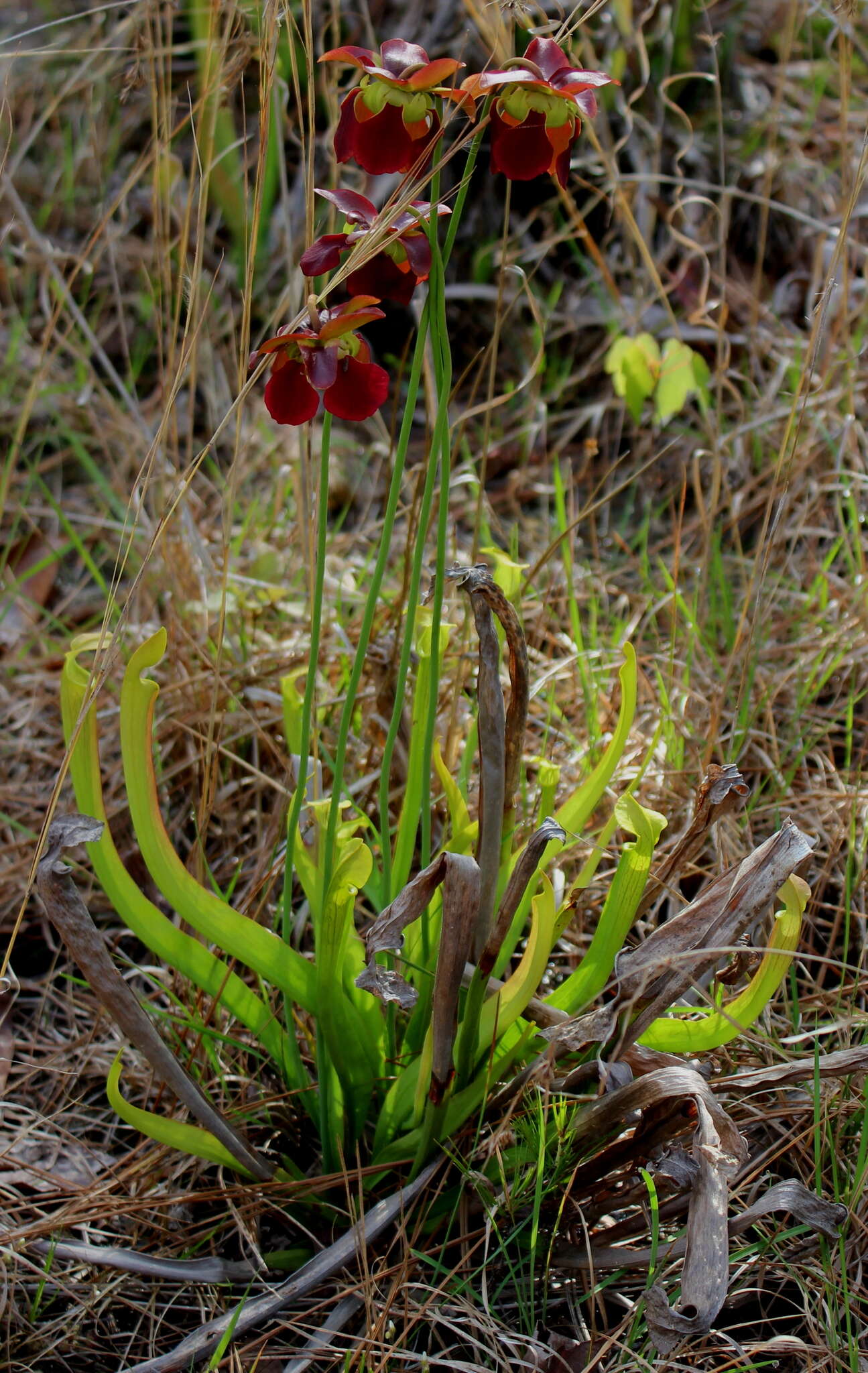 Image of Alabama Cranebrake Pitcherplant