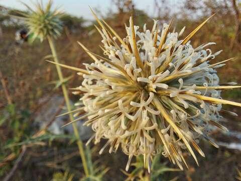 Image of Indian Globe Thistle