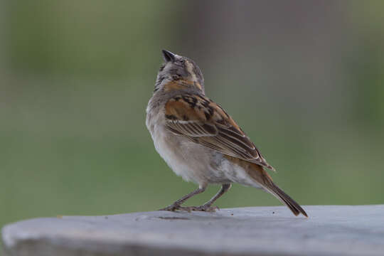 Image of Kenya Rufous-Sparrow