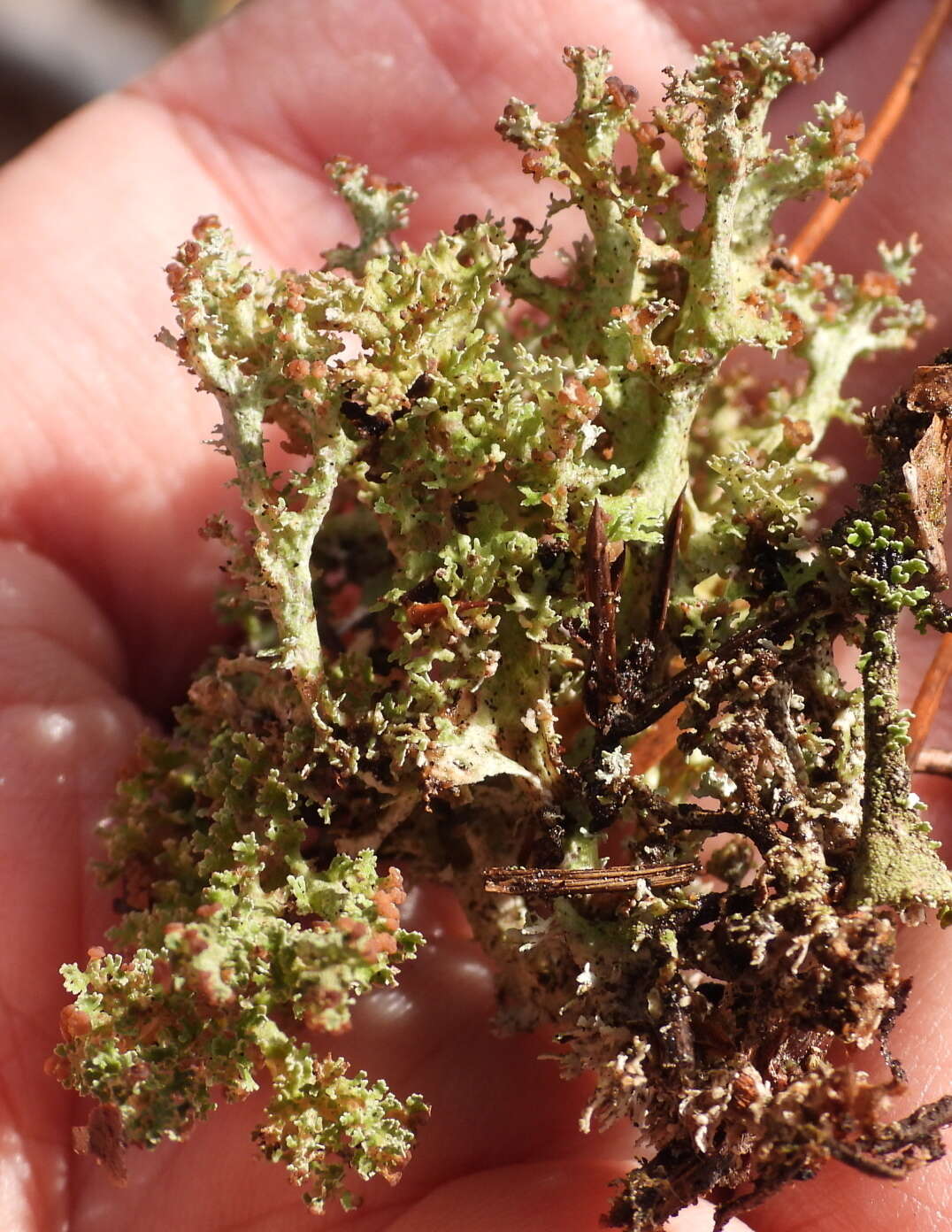 Cladonia crispata var. crispata (Ach.) Flot.的圖片