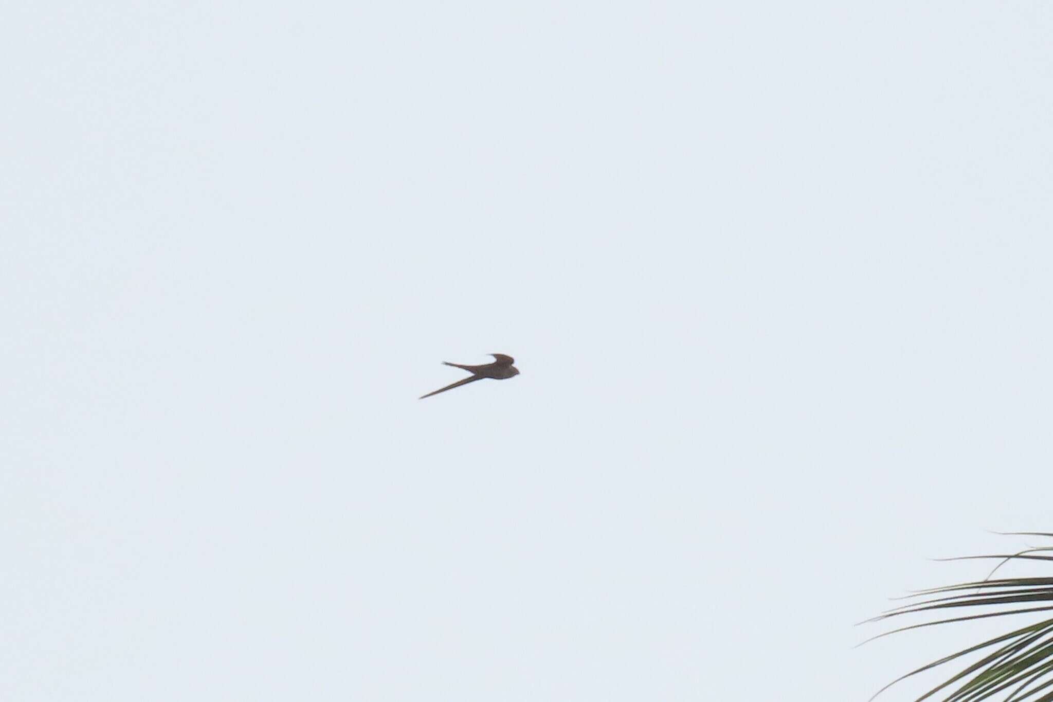 Image of Palm swift