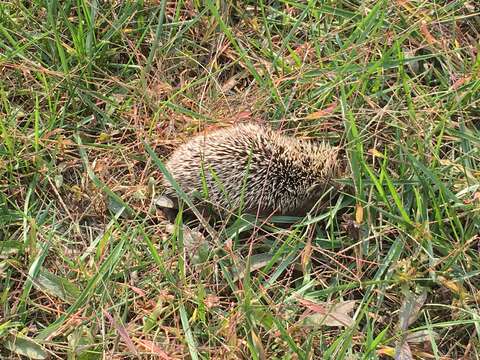 Image of Amur Hedgehog