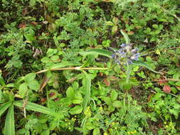 صورة Gentiana macrophylla Pall.