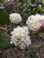 Ceanothus velutinus Dougl. resmi