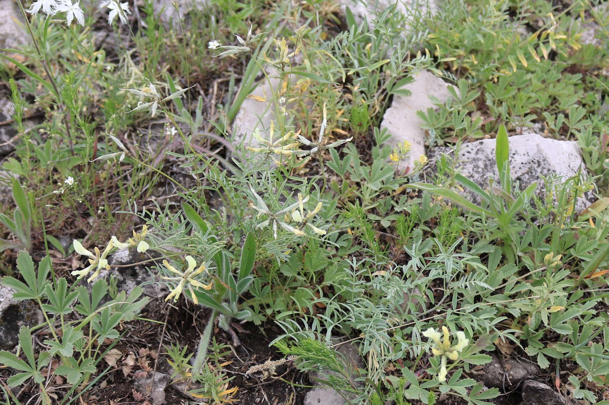 Image of Astragalus karelinianus Popov