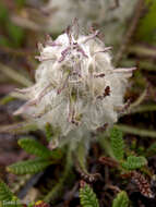 Image of woolly lousewort