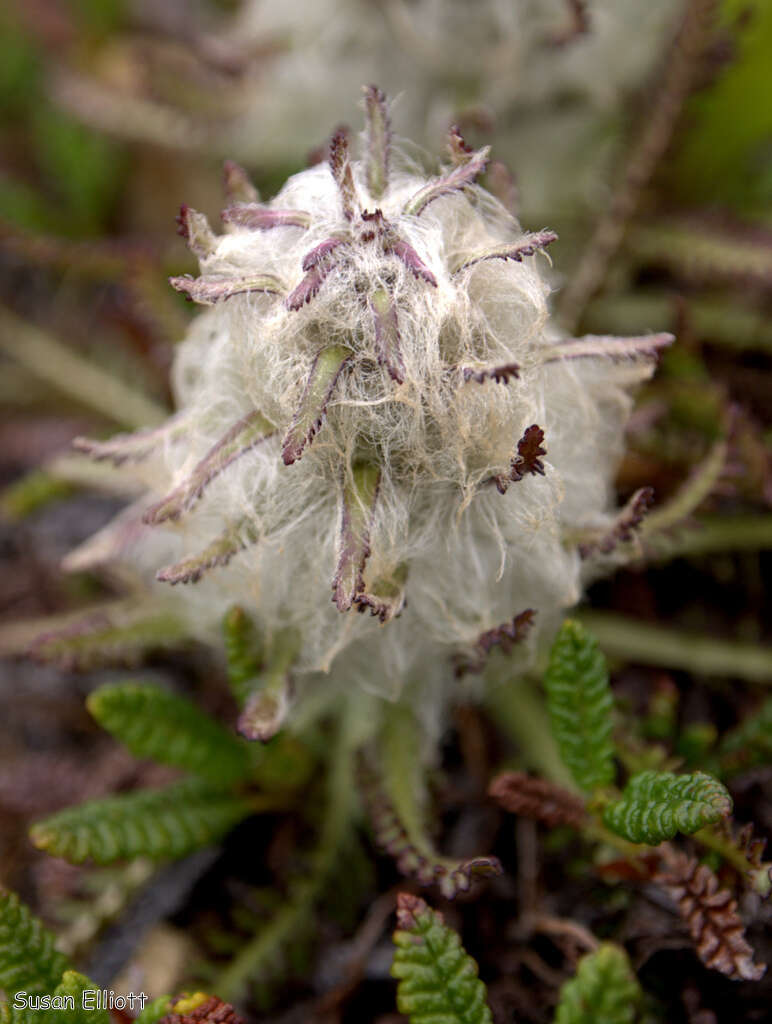 Image of woolly lousewort