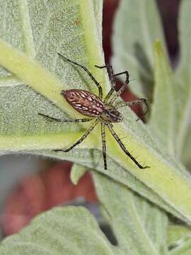 Image of Peucetia flava Keyserling 1877