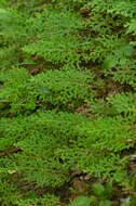 Image of Selaginella labordei Hieron. ex Christ