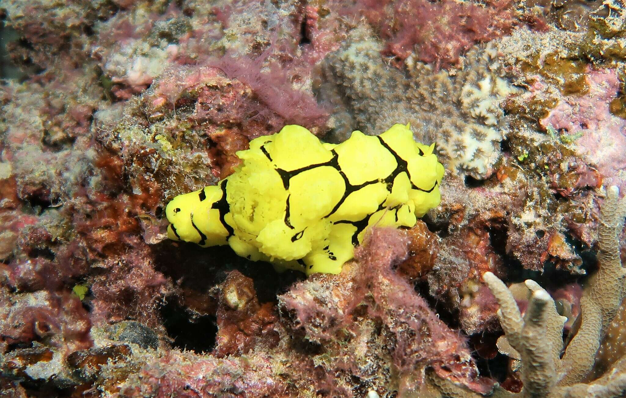 Image of Giant yellow nudibranch