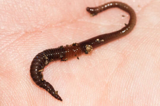 Image of Chestnut worm