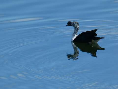 Image of American Comb Duck