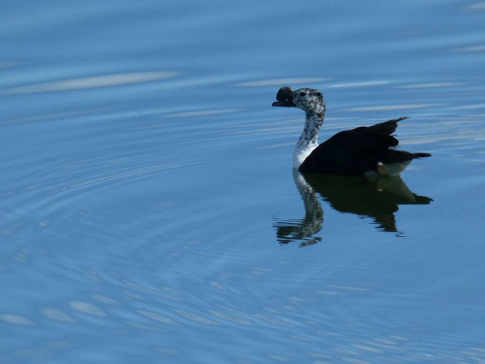 Image de Canard sylvicole