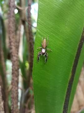 Image of Jumping spider