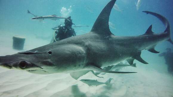 Image of Great Hammerhead