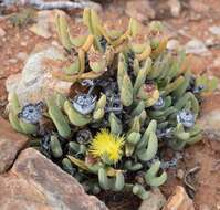 Image of Cheiridopsis acuminata L. Bol.