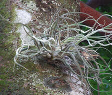 Image de Tillandsia caput-medusae É. Morren