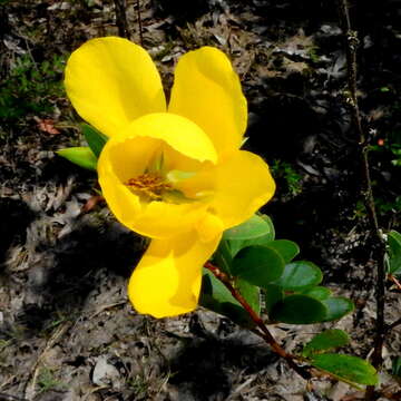 Image of Chamaecrista ramosa (Vogel) H. S. Irwin & Barneby