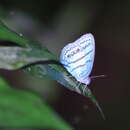 صورة Caeruleuptychia aetherialis Butler 1877