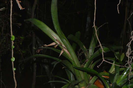 Image of nakedstem livingvase