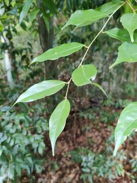 Image of Cleistanthus sumatranus (Miq.) Müll. Arg.