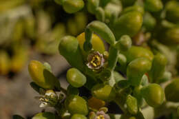 Image of Tetraena fontanesii (Webb & Berthel.) Beier & Thulin