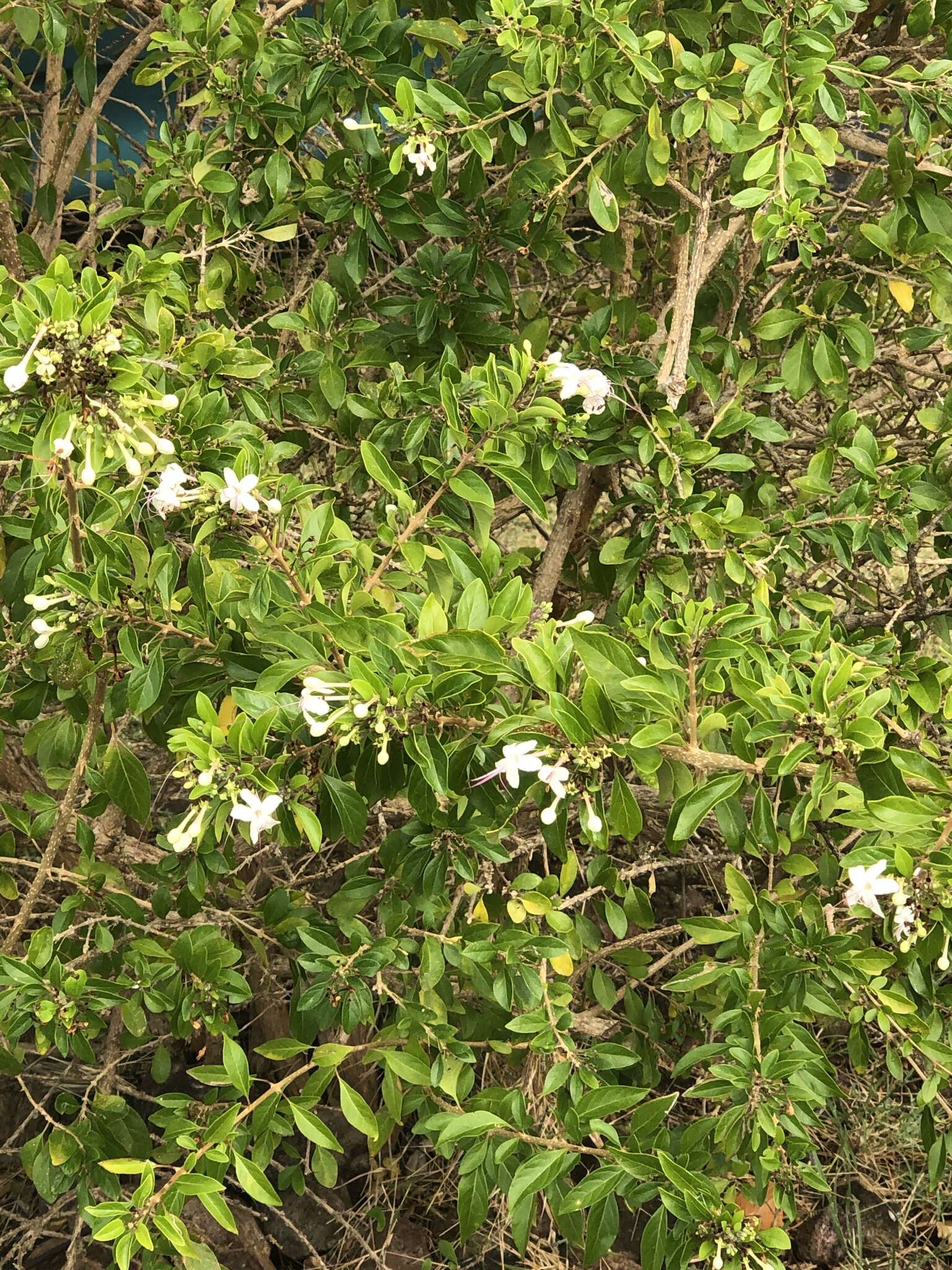 Imagem de Volkameria aculeata L.